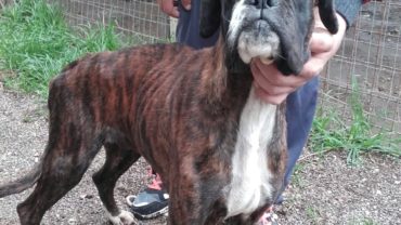 caserta-boxer-2