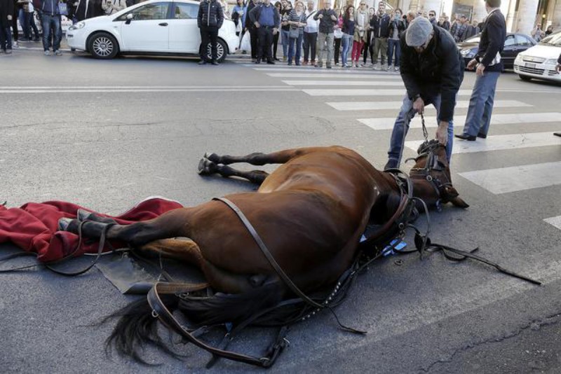 SULLE BOTTICELLE AUT AUT DEL PREFETTO AL COMUNE DI ROMA:  “LA DELIBERA POPOLARE DELLE ASSOCIAZIONI ANIMALISTE DEVE ANDARE IN AULA”