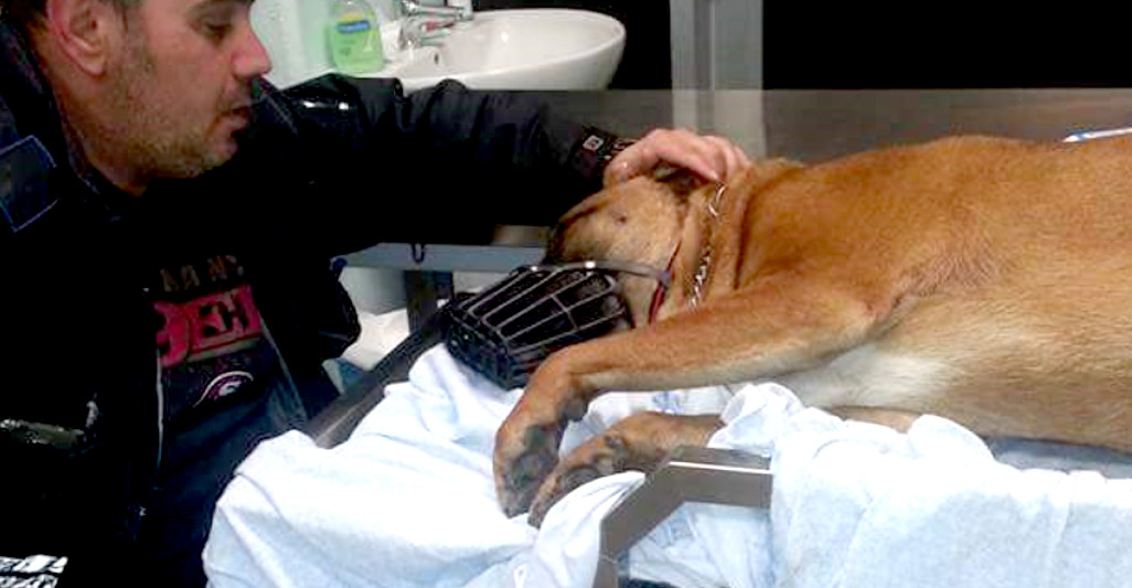 ETTORE, CANE INVESTITO DA AUTO PIRATA E SOCCORSO DAI VOLONTARI OIPA