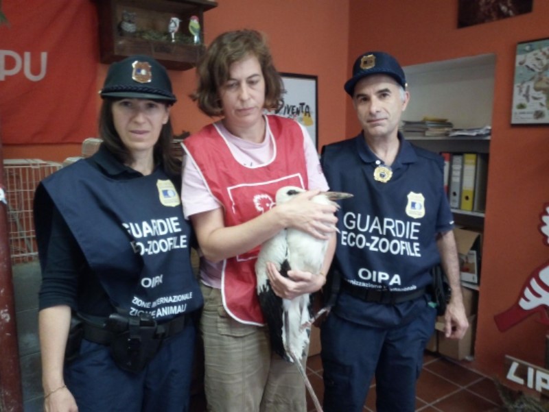 CICOGNA FERITA, SOCCORSA DALLE GUARDIE OIPA E VIGILI DEL FUOCO