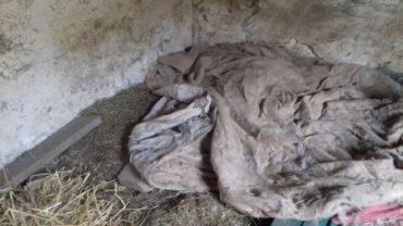gez-genova-sequestro-6-cani-2