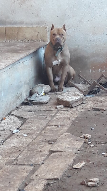 Rinchiuso In Un Giardino Senza Il Minimo Riparo Circondato Da Rifiuti Immerso Nel Fango Ed I Suoi Stessi Escrementi Pitbull Sequestrato Dalle Guardie Zoofile Dell Oipa Di Barletta Andria Trani Bat Guardie Zoofile Oipa