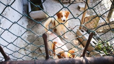 pavia-gez-liberazione-8-cani-11-1600x1200