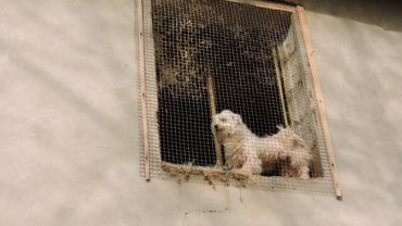 sequestro-4