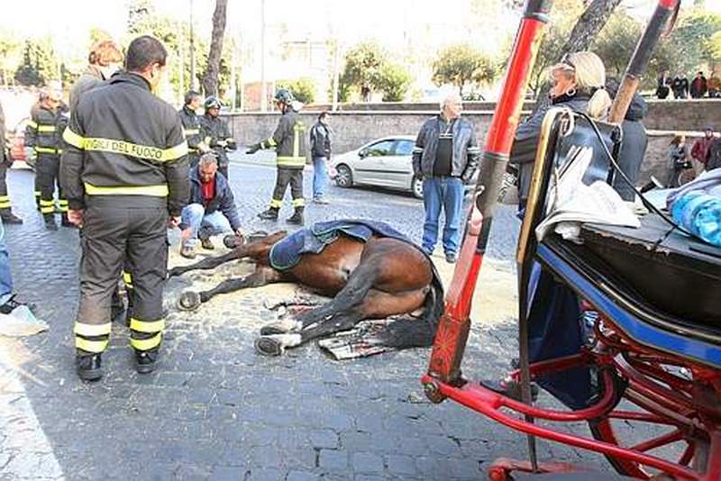 BOTTICELLE: STOP LAVORO CAVALLI DALLE 13:00 ALLE 17:00. LE GUARDIE ZOOFILE DELL’OIPA DI ROMA PRONTE AD EFFETTUARE I CONTROLLI