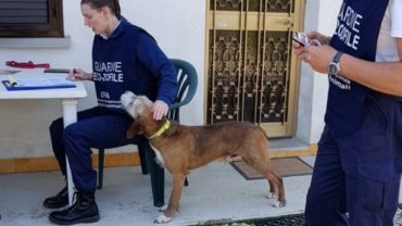 cane-con-collare-elettrico-udine-2-1600x1200