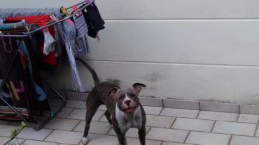 cane-museruola-gez-treviso-1-1600x1200