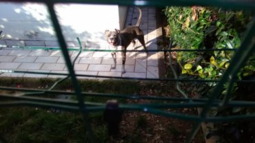 cane-museruola-gez-treviso-3-1600x1200
