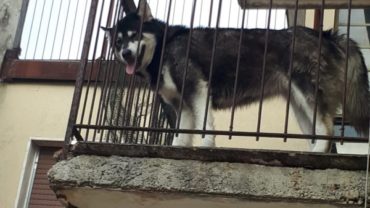 brescia-gez-sequestro-malamute-4-1600x1200