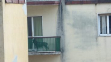 brescia-gez-sequestro-malamute-6-1600x1200