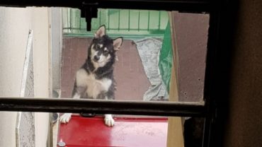 brescia-gez-sequestro-malamute-7-1600x1200