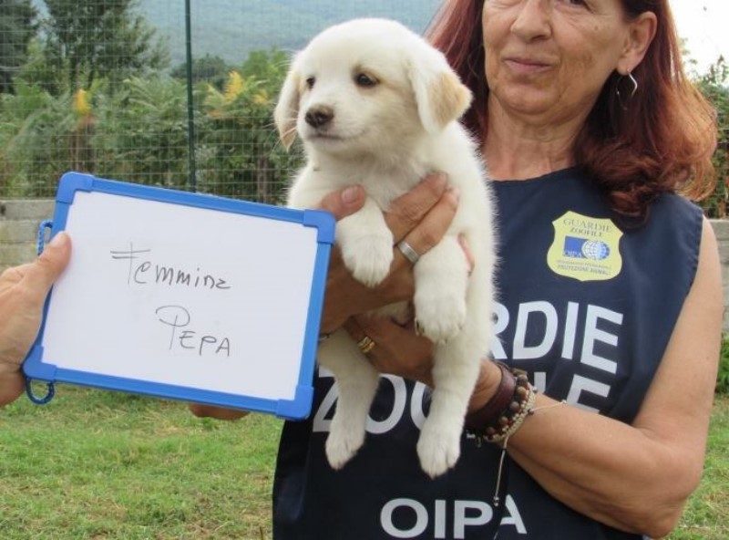 PREVENZIONE RANDAGISMO A ROMA: ANCORA DUE MAMME CON CUCCIOLI RITROVATE DALLE GUARDIE DELL’OIPA