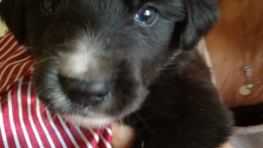 8-cuccioli-cane-12-1600x1200