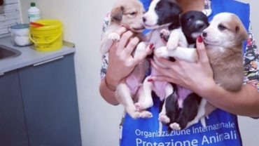 8-cuccioli-cane-7-1600x1200