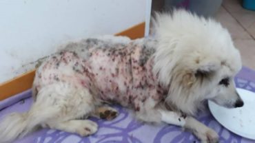 roma-cagnolino-salvato-da-gez-1600x1200