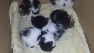cuccioli-gatto-3-1600x1200