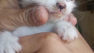 cuccioli-gatto-5-1600x1200
