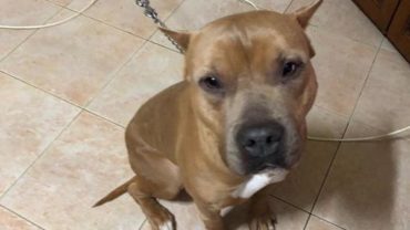 sequestro-napoli-pitbull-allevamento-2