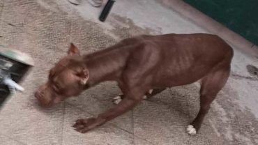 sequestro-napoli-pitbull-allevamento-3