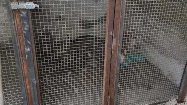 sequestro-napoli-pitbull-allevamento-5