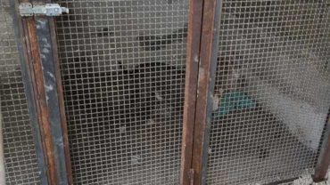 sequestro-napoli-pitbull-allevamento-5