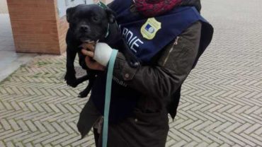 arezzo-staffy-3