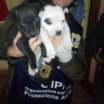 “MA CI SONO ANCHE GLI ALLEVATORI ONESTI”: LE GUARDIE ZOOFILE DELL’OIPA DI AREZZO INTERVENGONO PER SALVARE I CANI IN UN ALLEVAMENTO CERTIFICATO ENCI