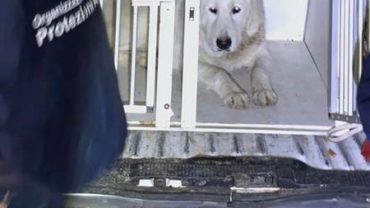 guardie-caserta-salvataggio-cane-pozzo-2-2