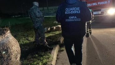guardie-caserta-salvataggio-cane-pozzo-3