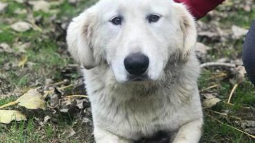 guardie-caserta-salvataggio-cane-pozzo-4