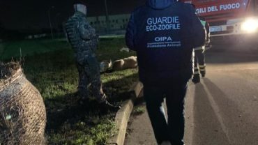 guardie-caserta-salvataggio-cane-pozzo-5