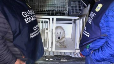 guardie-caserta-salvataggio-cane-pozzo-7