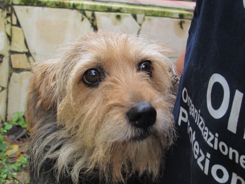 SCAPPA DA CASA IN TOSCANA, RICOMPARE NEL LAZIO  MA NESSUNO CONTROLLA IL MICROCHIP:  CANE DI PROPRIETA’ RESTA OLTRE UN ANNO IN CANILE  FINO ALL’INTERVENTO DELLE GUARDIE ZOOFILE OIPA