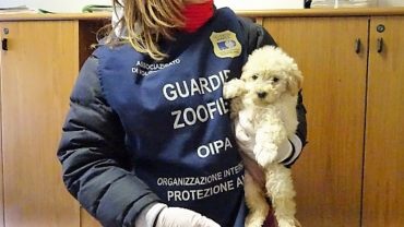 sequestro-cuccioli-gez-roma-4