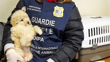 sequestro-cuccioli-gez-roma-5