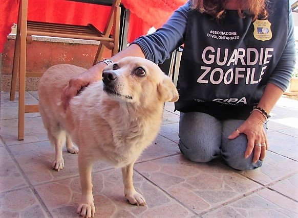 “IL MIO CANE È A CASA”, INVECE ERA STATA ABBANDONATA UN ANNO PRIMA: DENUNCIATA PER ABBANDONO DALLE GUARDIE ZOOFILE DELL’OIPA DI ROMA