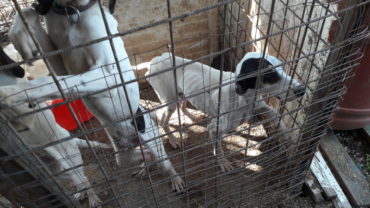 roma-sequestro-11-cani-14