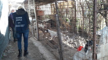 roma-sequestro-11-cani-16