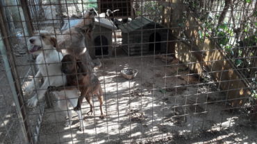 roma-sequestro-11-cani-20