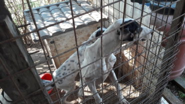 roma-sequestro-11-cani-23