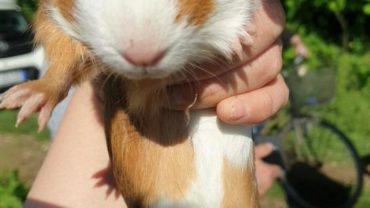 cavia-gez-brescia-6