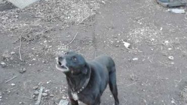 guardie-veneto-cani-catena-11