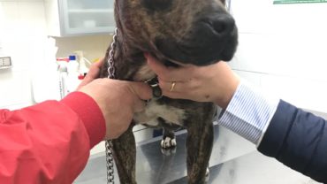 pitbull-sequestrato-gez-campania-vet-3