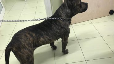 pitbull-sequestrato-gez-campania-vet-4