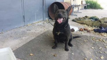 sequestro-cane-roma-1