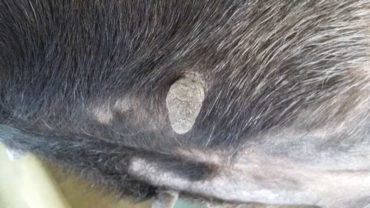 sequestro-cane-roma-10