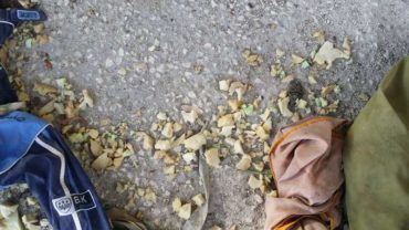 sequestro-cane-roma-14