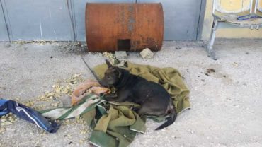 sequestro-cane-roma-17