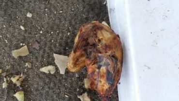sequestro-cane-roma-18