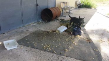 sequestro-cane-roma-2